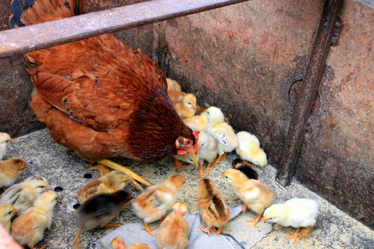 Different Types of Chicken Feed Explained