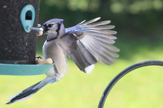 Top 10 Bird Feeding Mistakes: